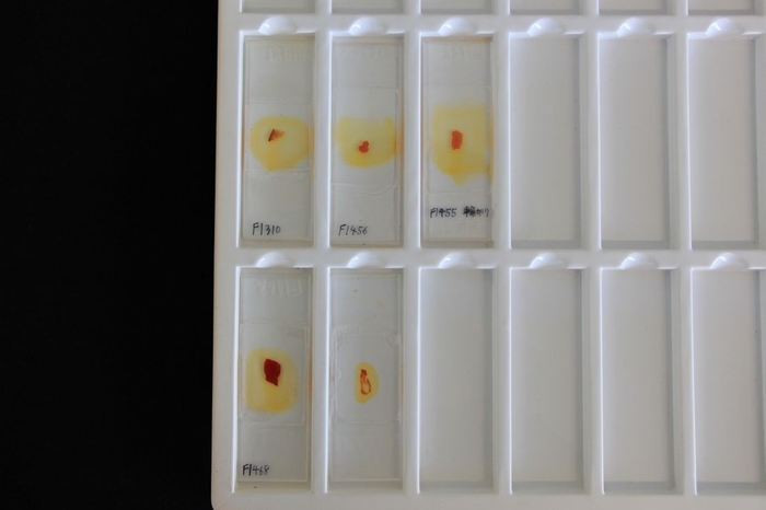 タンパク質が赤色に染まったゾウ類の化石