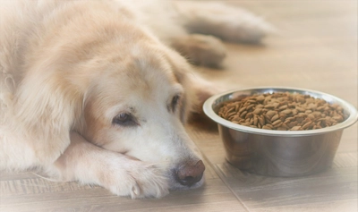 飼い主必見！食欲のなくなった愛犬の食欲を回復させる方法