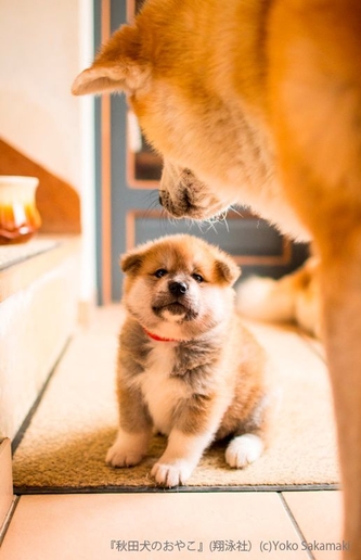 秋田犬のおやこ(翔泳社)_掲載写真2