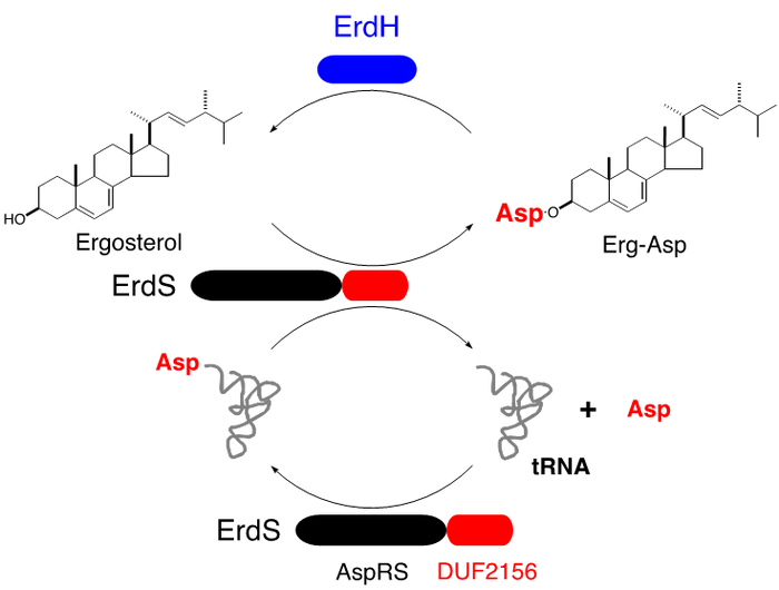 図3. ErdSおよびErdHの機能