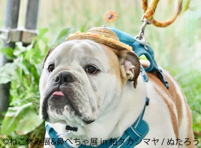 鼻ぺちゃ展　展示作品：ぬたろう