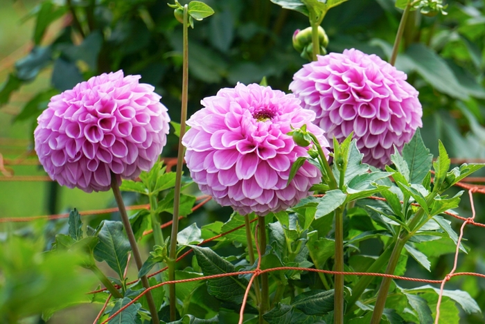 ダリア：桃の華