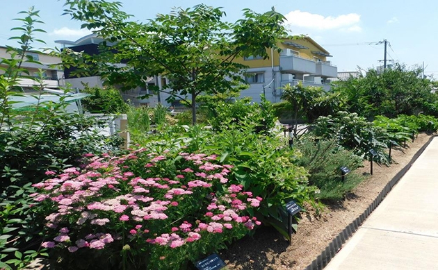 近畿大学薬学部　薬用植物園