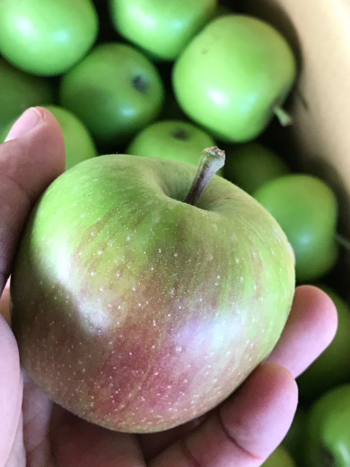 摘果リンゴ(2)
