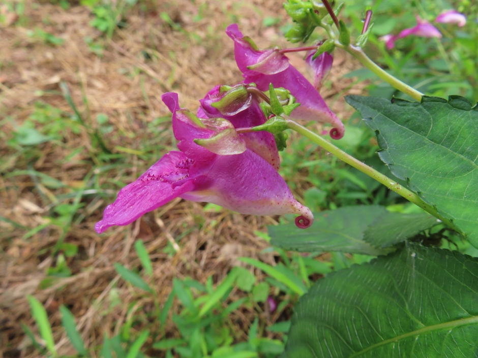 群生して咲くツリフネソウ