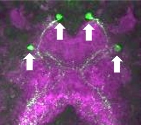 図2.たった4個のニューロンからプラチトシンは放出される。当該論文より改変。