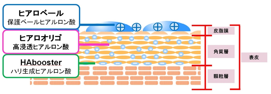肌断面と3種のヒアルロン酸