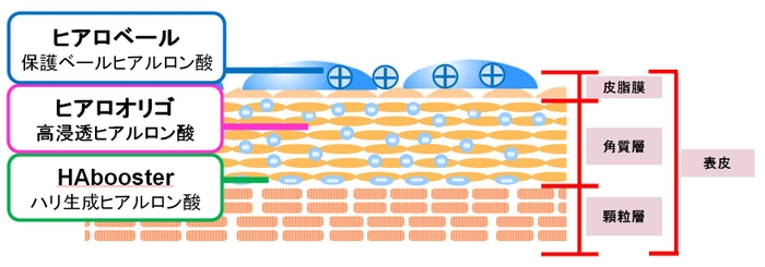 肌断面と3種のヒアルロン酸