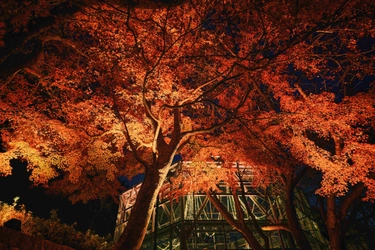 紅葉×クリスマスがコラボする唯一の場所「神戸布引ハーブ園」 　今年は『布引の紅葉』のライトアップを大規模に開催！ 【開催期間：11月8日(土)～12月上旬】