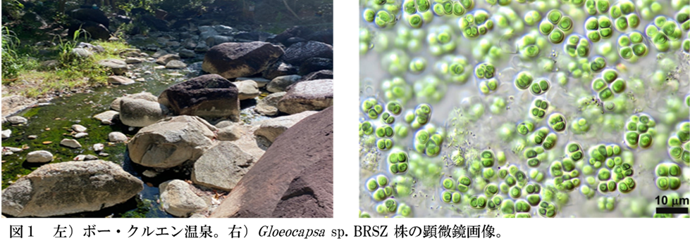 【名城大学】タイの温泉に生きるシアノバクテリアから新しい天然サンスクリーンを発見