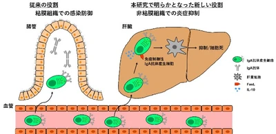 世界初、ケモカインCCL28による肝臓保護機構を解明　特殊IgA細胞の動員で慢性肝炎の抑制、新規治療法開発に期待