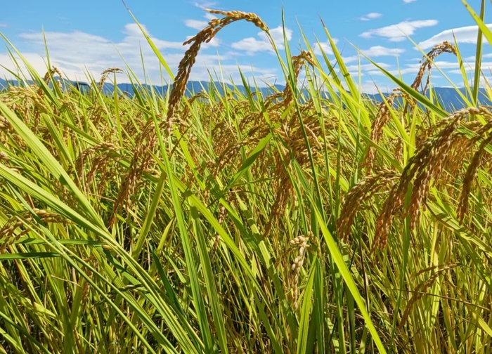 稲刈り前日の頭を垂れる稲穂