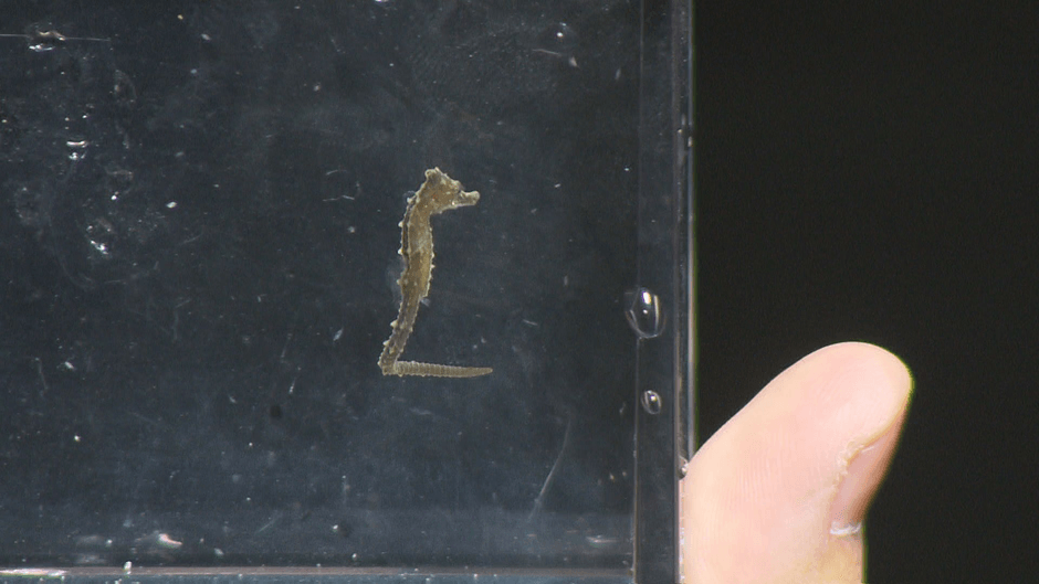 タツノオトシゴの赤ちゃんも出現