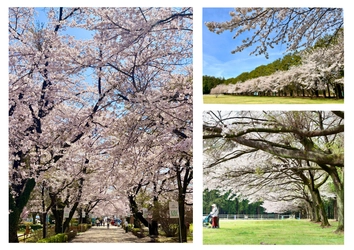 【満開速報】約300m「桜のトンネル」が今週見頃！
那須千本松牧場で「桜×どうぶつ×食×音楽」のお花見イベント