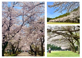 【満開速報】約300m「桜のトンネル」が今週見頃！
那須千本松牧場で「桜×どうぶつ×食×音楽」のお花見イベント