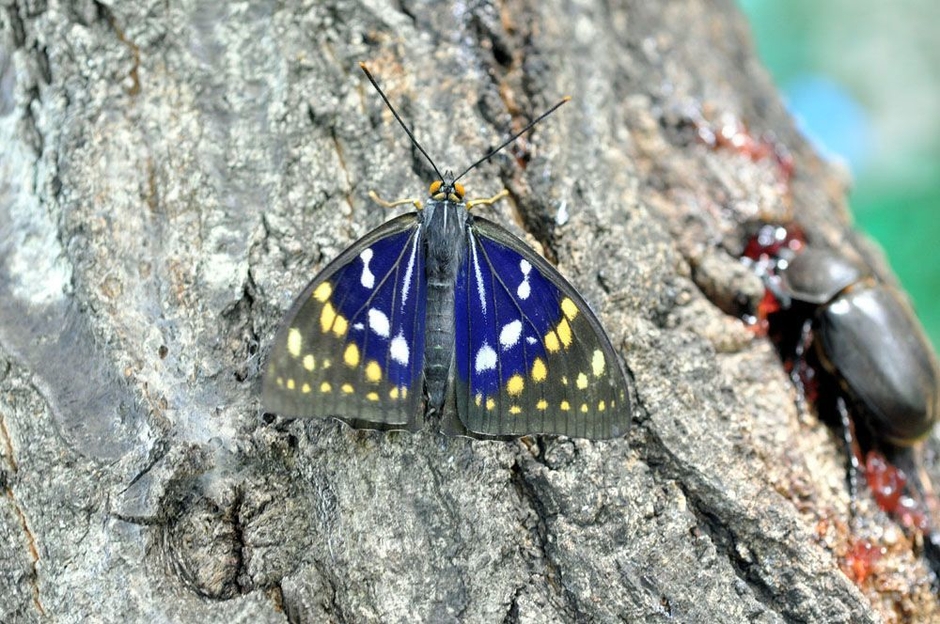カブトムシドーム周辺で日本の国蝶オオムラサキに遭遇することも!