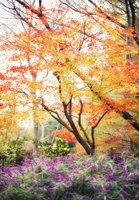 布引の紅葉がある風景(4)