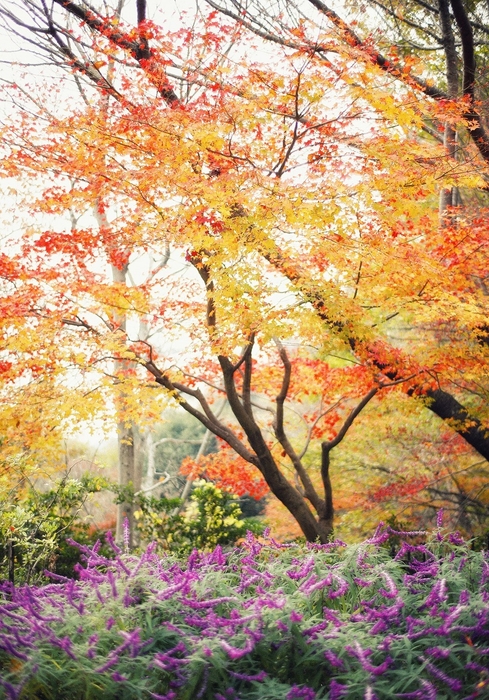 布引の紅葉がある風景(4)