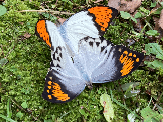 ツマベニチョウ