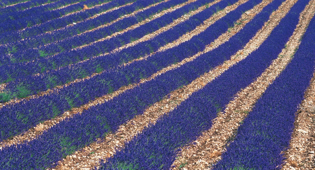 全国どこからでも参加できる「ペットアロマ」1DAYオンラインセミナー開催