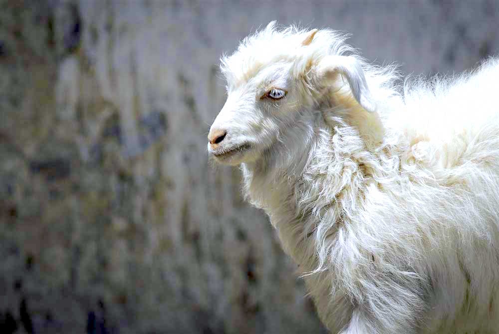 Gobiカシミヤによるピュアカシミヤ100 製品のoem Odm Newscast