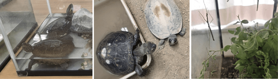 生き物展示（イメージ）