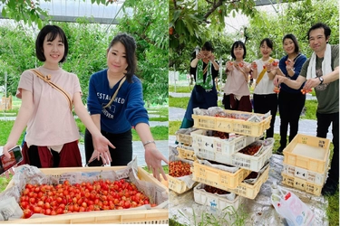 さくらんぼ観光農園 お助け隊！ 道の駅なんぶのスタッフが収穫した「大盛りさくらんぼ」の販売で支援！ 6月13日(土)に販売！