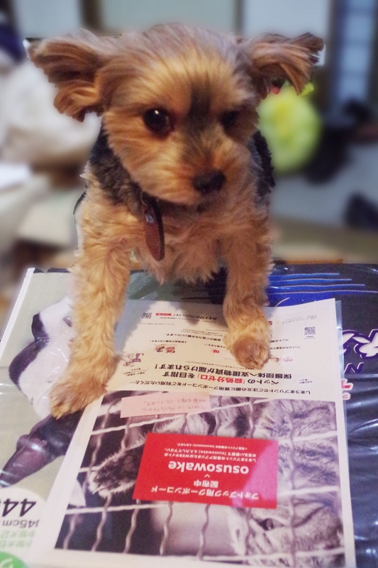 御礼メッセージ写真:レオッチ様(新潟県)