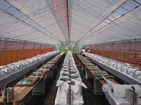 農事組合法人 島-準備の様子1