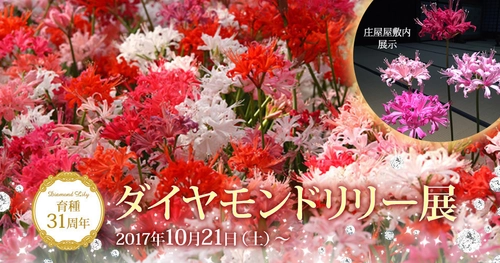 晩秋に輝く花の宝石「ダイヤモンドリリー」2,000鉢の展示会　 加茂荘花鳥園(静岡県掛川市)にて10月21日から開催