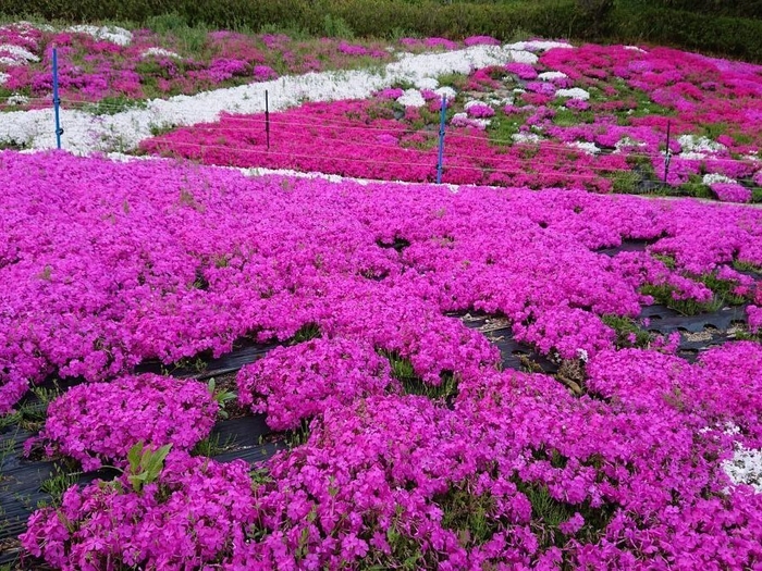 川見四季桜の里(芝桜)