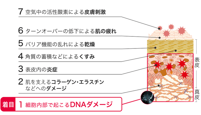 美しい肌を阻む7つの段階の肌ダメージ