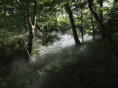 中谷芙二子《霧のプロムナード 仙石原》霧の彫刻 #47721、2026年、展示風景：「あたらしい目―モネと21世紀のアート」 ポーラ美術館、2026年、撮影：中川周