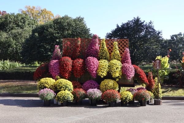 「神代花車」（令和６年度撮影）