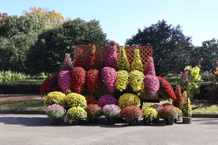 「神代花車」（令和６年度撮影）