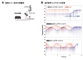 コウモリは獲物を見つけるために"静寂"を作る