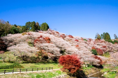 愛知県豊田市にて秋に咲く桜と日本屈指の紅葉を堪能！ 「小原四季桜まつり」「香嵐渓もみじまつり」 11月1日(金)から開催中