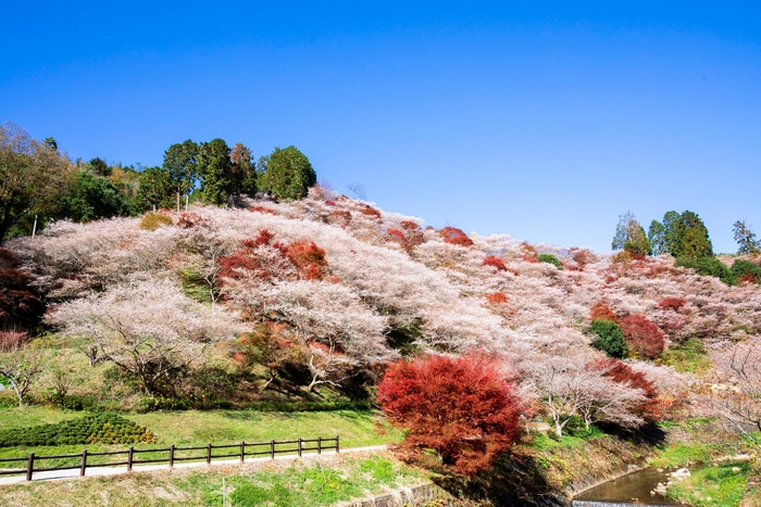 四季桜