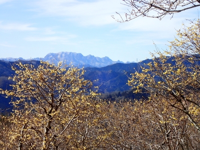長瀞宝登山臘梅園開花状況(2021.1.25)