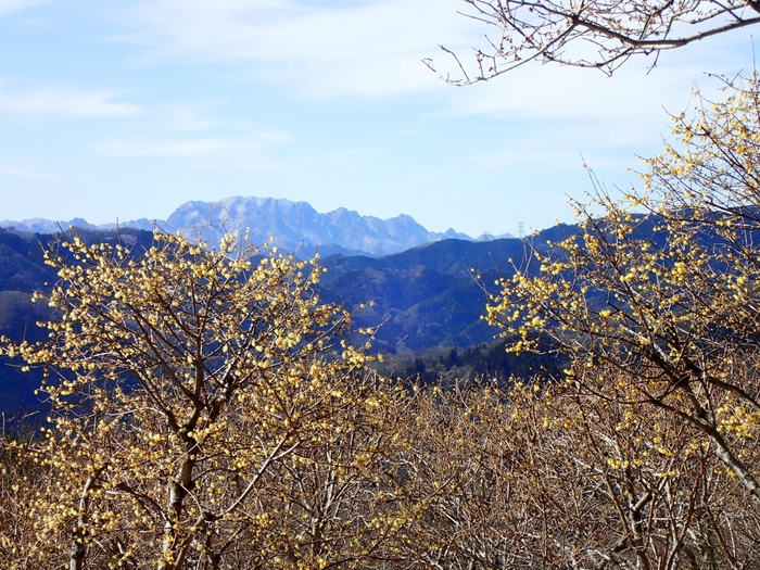 長瀞宝登山臘梅園開花状況(2021.1.25)