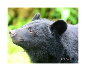 クラウドファンディング「くま共存エリアを増やしたい」 6,629,000円達成記念講演会　 西宮市で開催