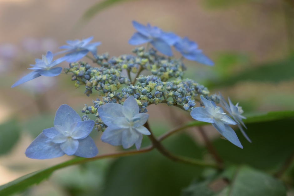 深山八重紫（5月17日現在）