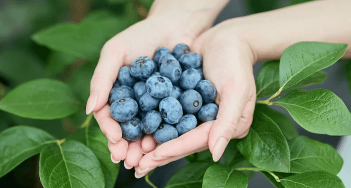 全ては自然の恵みから