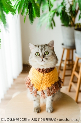 ねこ休み展　展示作品：torachanthecat