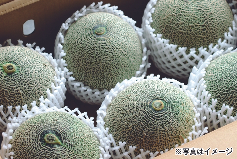 茨城県産 メロンの特売