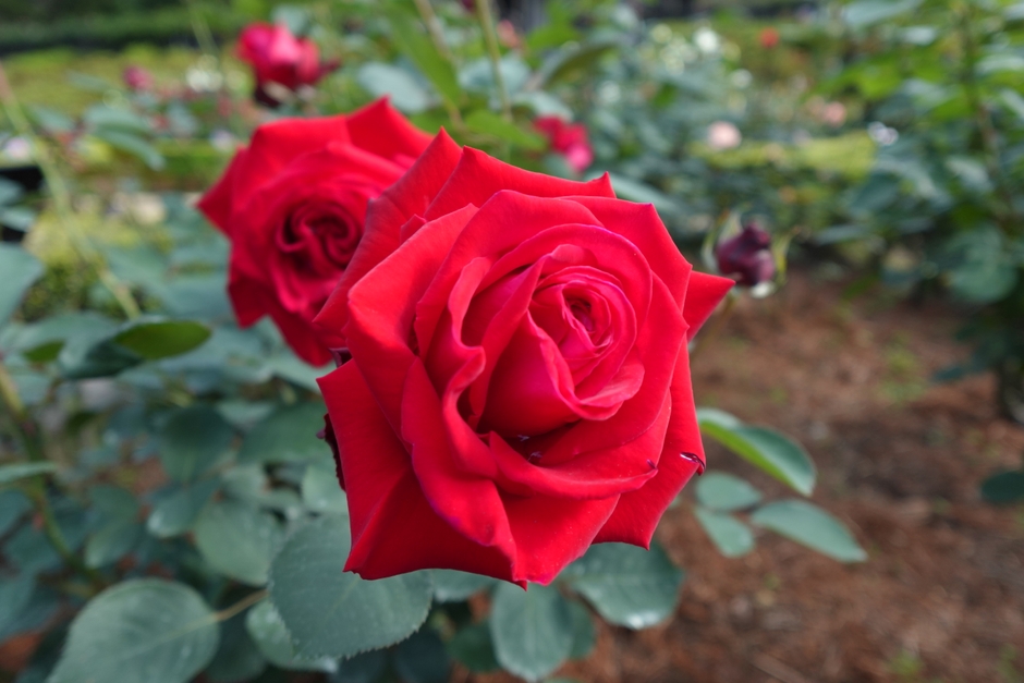 メリナ（5/8撮影）