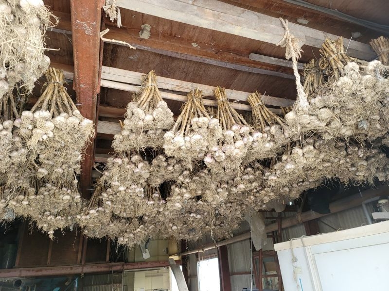 にんにくの種を継いで守っています