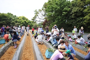 2015年10月オープンから累計来場者数30万人を突破！ 日本初・さつまいもと農業のテーマパーク 「なめがたファーマーズヴィレッジ」 農業体験アクティビティ「さつまいも苗植え体験」 5月3日(祝・水)スタート！