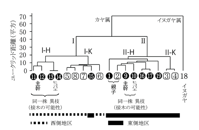 図2 ウォード法による19サンプルのカヤに関するデンドログラム ○数字はヒダリマキガヤを、□数字はその他のカヤを示す。