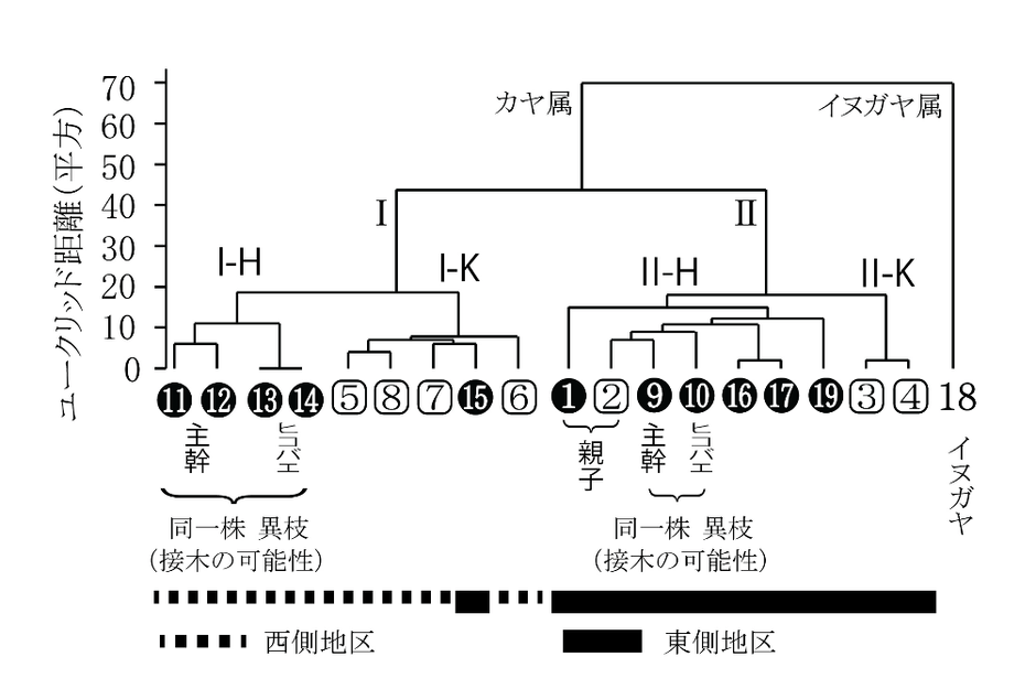 図2　ウォード法による19サンプルのカヤに関するデンドログラム ○数字はヒダリマキガヤを、□数字はその他のカヤを示す。